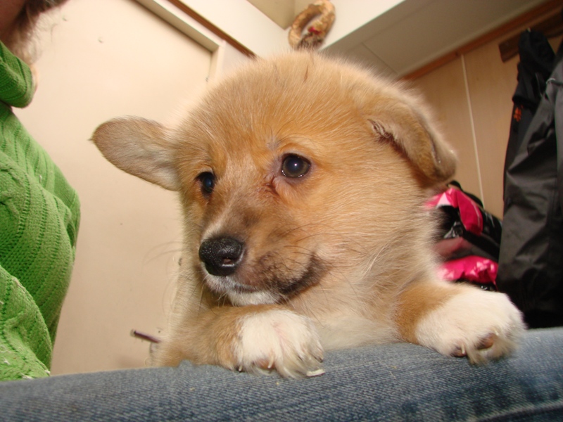 Puppies